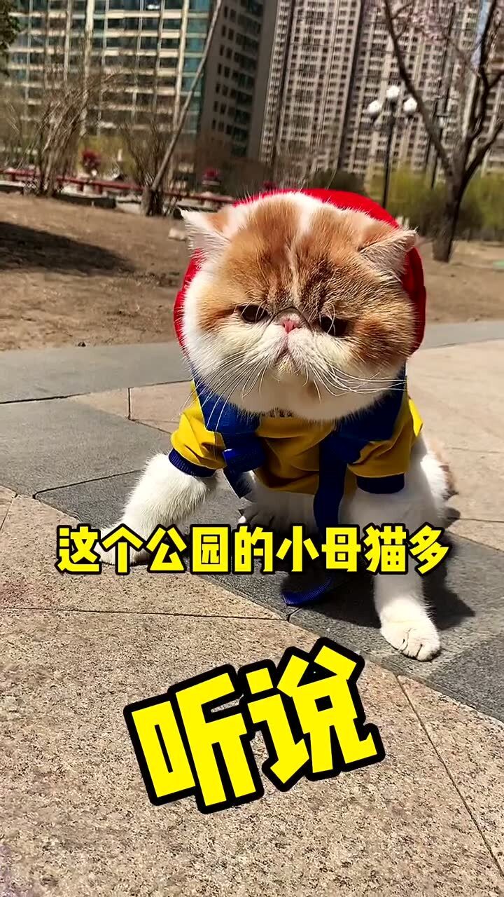 小猫咪最早版